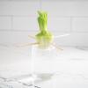 Home Grown Hydroponic Growing Kit – Tools & Instructions for No-Waste Kitchen Gardening. Ages 8 and up.