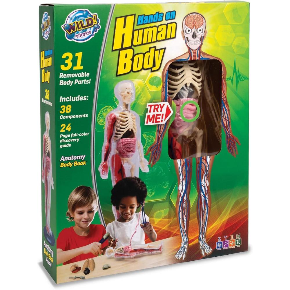image:imageHuman Body Anatomy Model Kit 31Piece Interactive STEM Set with 9 Squishy Organs Bones Muscles amp Blood Vessels Forceps amp Discovery Guide Educational Science Tool for Kids 6